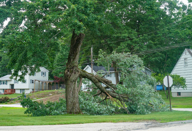 Best Leaf Removal  in Fiskdale, MA