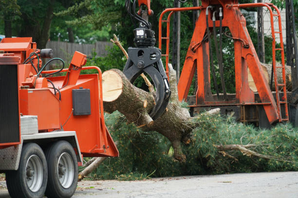 Best Emergency Tree Removal  in Fiskdale, MA