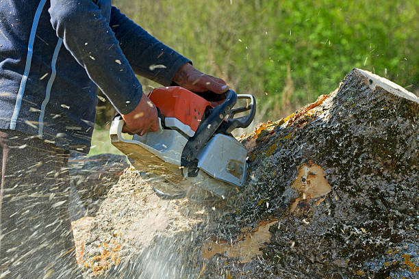 Best Tree Risk Assessment  in Fiskdale, MA