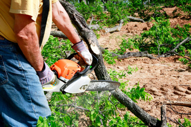 Best Commercial Tree Services  in Fiskdale, MA